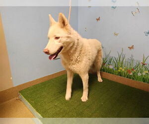 Siberian Husky Dogs for adoption in Downey, CA, USA