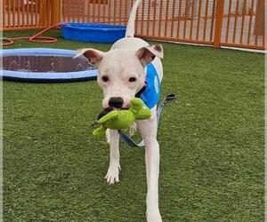 American Pit Bull Terrier-Unknown Mix Dogs for adoption in Las Vegas, NV, USA
