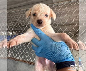 Chihuahua-Unknown Mix Dogs for adoption in Washington, DC, USA