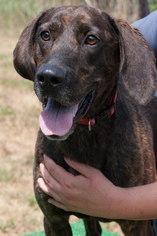 Plott Hound-Unknown Mix Dogs for adoption in Potsdam, NY, USA