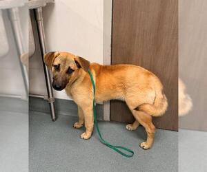Black Mouth Cur-Unknown Mix Dogs for adoption in Baytown, TX, USA