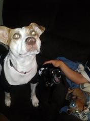 Bullmatian Dogs for adoption in Rockaway, NJ, USA