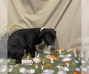 Mutt Dogs for adoption in Modesto, CA, USA