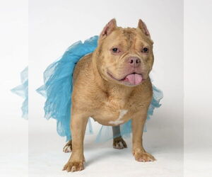 Mutt Dogs for adoption in Hillsboro, NH, USA