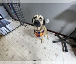 German Shepherd Dog-Mastiff Mix Dogs for adoption in Osgood, IN, USA