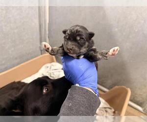Border Collie Dogs for adoption in HESPERIA, CA, USA