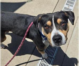American Pit Bull Terrier-Unknown Mix Dogs for adoption in Sacramento, CA, USA