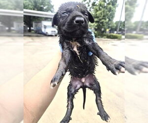 German Shepherd Dog-Unknown Mix Dogs for adoption in Houston, TX, USA
