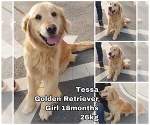 Golden Retriever Dogs for adoption in Seattle, WA, USA