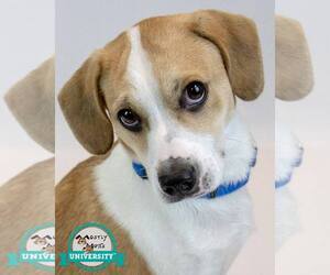 Beagle-Unknown Mix Dogs for adoption in Kennesaw, GA, USA