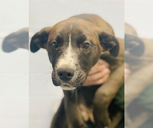 Labrador Retriever-Unknown Mix Dogs for adoption in Westminster, MD, USA