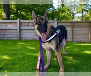 German Shepherd Dog-Unknown Mix Dogs for adoption in Las Vegas, NV, USA