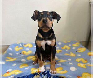 Treeing Walker Coonhound-Unknown Mix Dogs for adoption in McKinleyville, CA, USA