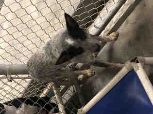 Australian Cattle Dog Dogs for adoption in Hanford, CA, USA