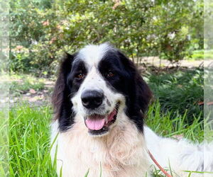 Great Pyrenees-Unknown Mix Dogs for adoption in Spring, TX, USA