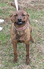 Mutt Dogs for adoption in lepanto , AR, USA