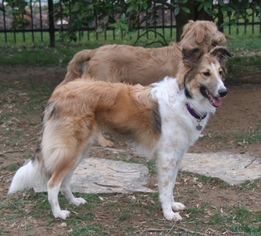 Small Collie Mix