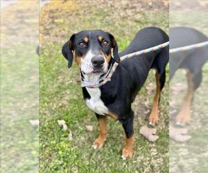 Black and Tan Coonhound-Labrador Retriever Mix Dogs for adoption in Conroe, TX, USA
