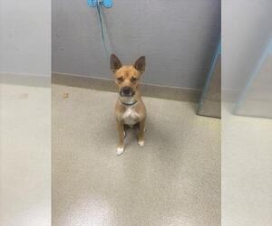 Shiba Inu-Unknown Mix Dogs for adoption in Las Vegas, NV, USA