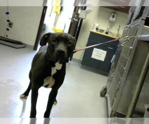 American Pit Bull Terrier Dogs for adoption in Fayetteville, NC, USA