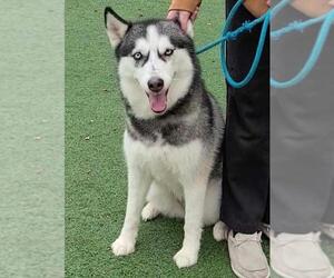 Huskies -Unknown Mix Dogs for adoption in Rockwall, TX, USA