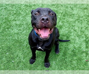 Mutt Dogs for adoption in Moreno Valley, CA, USA