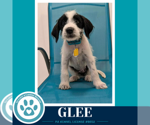 Medium Photo #1 Labrenees Puppy For Sale in Kimberton, PA, USA