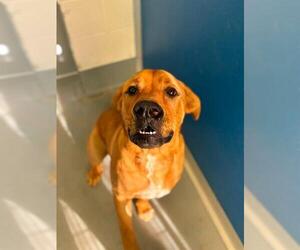 Mastiff-Unknown Mix Dogs for adoption in Visalia, CA, USA