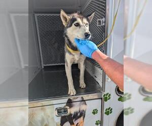 - Mix Dogs for adoption in Bakersfield, CA, USA