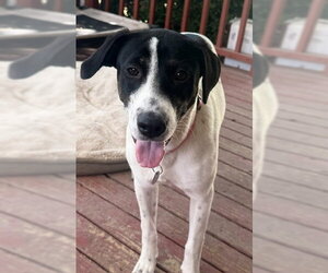 Borador Dogs for adoption in Salt Lake City, UT, USA