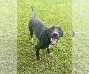 Labrador Retriever-Unknown Mix Dogs for adoption in Eastman, GA, USA