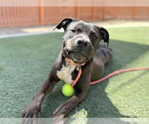 American Pit Bull Terrier-Unknown Mix Dogs for adoption in Las Vegas, NV, USA