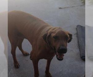 Coonhound Dogs for adoption in San Angelo, TX, USA