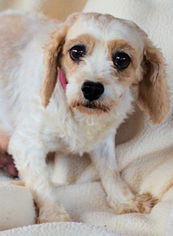 Cavalier King Charles Spaniel Dogs for adoption in Bon Carbo, CO, USA