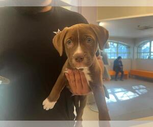 American Pit Bull Terrier-Unknown Mix Dogs for adoption in Rancho Cucamonga, CA, USA