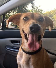 Redbone Coonhound-Unknown Mix Dogs for adoption in Orlando, FL, USA