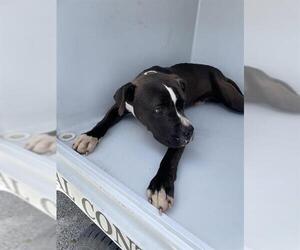 American Pit Bull Terrier Dogs for adoption in Houston, TX, USA