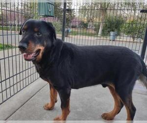 Rottweiler Dogs for adoption in Sacramento, CA, USA