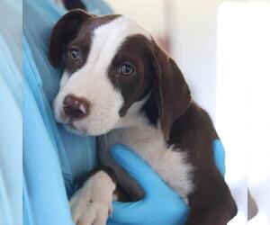 American Staffordshire Terrier-Unknown Mix Dogs for adoption in San Antonio, TX, USA