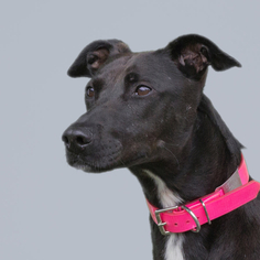Small Greyhound-Staffordshire Bull Terrier Mix