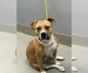 Mutt Dogs for adoption in Las Vegas, NV, USA