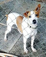 Jack Russell Terrier Dogs for adoption in DeLand, FL, USA