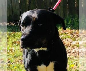 Rottweiler Dogs for adoption in Denison, TX, USA