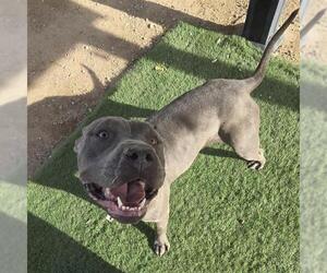 Mutt Dogs for adoption in HESPERIA, CA, USA