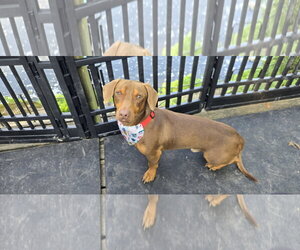 Dachshund-Unknown Mix Dogs for adoption in NYC, NY, USA