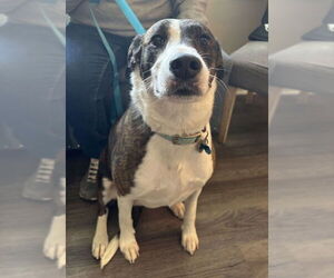 Mutt Dogs for adoption in Fairfax, VA, USA