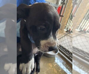 American Pit Bull Terrier Dogs for adoption in San Bernardino, CA, USA