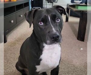 American Pit Bull Terrier-Siberian Husky Mix Dogs for adoption in Brooklyn Center, MN, USA