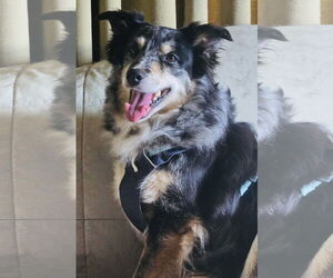 Border Collie-Unknown Mix Dogs for adoption in Princeton, MN, USA