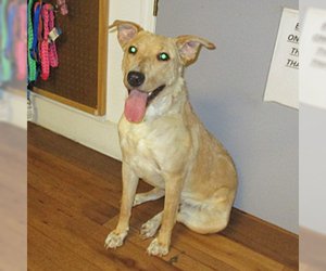 Sheprador Dogs for adoption in Fayetteville, TN, USA